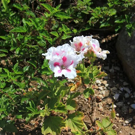 With Parking Space Orebic, Peljesac - 10097